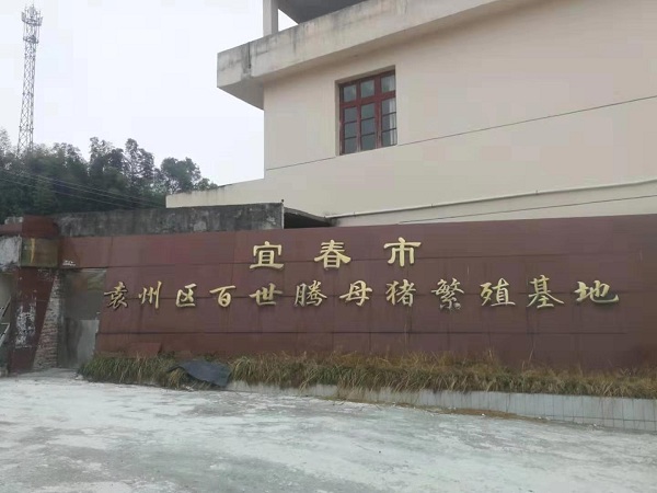 宜春市袁州区百世腾母猪繁殖基地